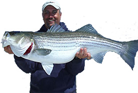 Richie Gaines from Anglers Connection Guide Service with a Monster Striped Bass caught on the Susquehanna Flats testing a Lateral Line Fishing Shirt