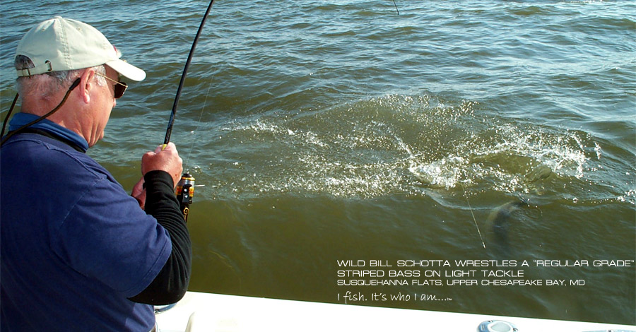 Wild Bill Schotta Landing a Striped Bass on the Susquehanna Flats in the Chesapeake Bay wearing a fishing shirt by Lateral Line