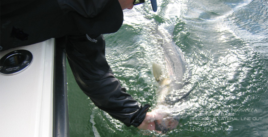 Striped Bass Lateral Line