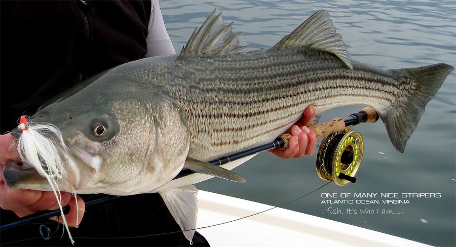 Fishing Report from the Atlantic Ocean and Chesapeake Bay Virginia for Striped Bass and Bluefish wearing fishing shirts from Lateral Line