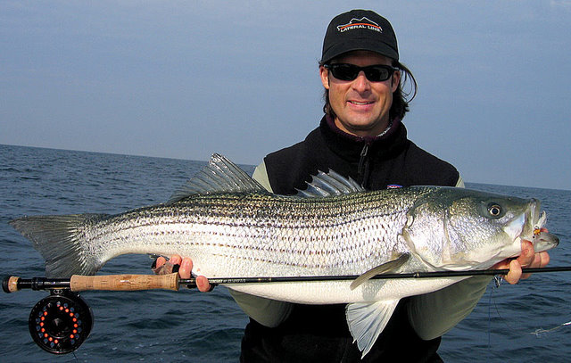 Brandon Striped Bass -Saltwater Fly Fishing for Striped Bass Fishing Report, Brandon is wearing a winter fishing shirt by Lateral Line