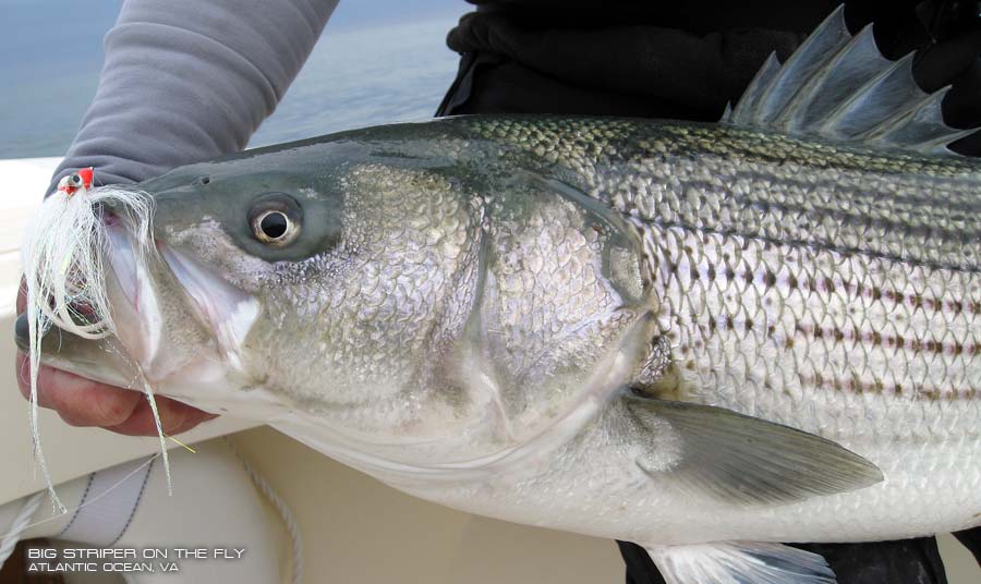 Striped Bass Overview, Striped Bass Characteristics, Striped Bass History, Decline of Striped Bass, Striped Bass Life Cycle, Striped Bass Spawning, Striped Bass Feeding Habits