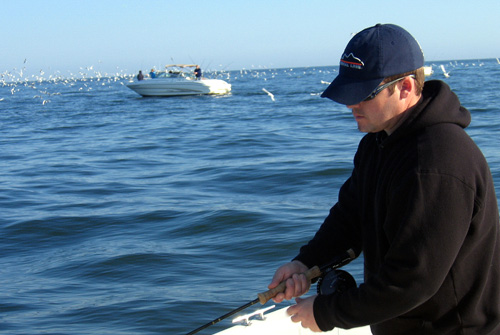 Striped Bass Biology, Striped Bass Fishing CBBT, Striped Bass Moratorium