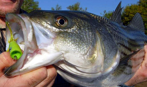 Striped Bass Fishing, Striped Bass Fly Fishing, Striped Bass on Topwater, Striped Bass Biology