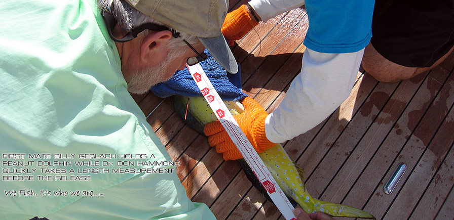Dolphin Tagging - Don Hammond and Billy Gerlach tag a peanut dolphin in the Bahamas