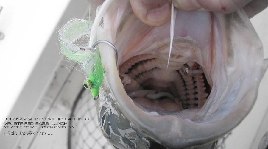 Striped Bass eating rain minnows, bait