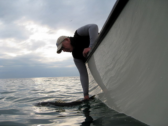 Bill Releasing a Striped Bass - Fishing Report for Virginia 