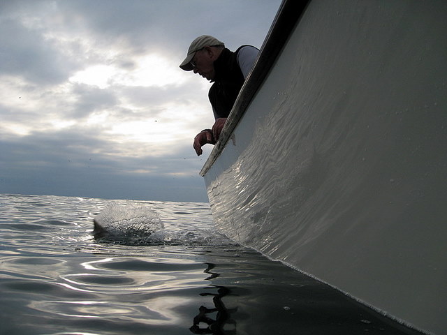 Mr Striper swiming away after the release - Striped Bass Fishing Report