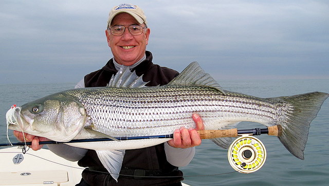 Wild Bill with a 40 Inch Striped Bay on the Fly - Saltwater Fishing for Striped Bass on the fly rod