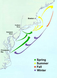 Striped Bass Migration Map, Striped Bass Migration Pattern