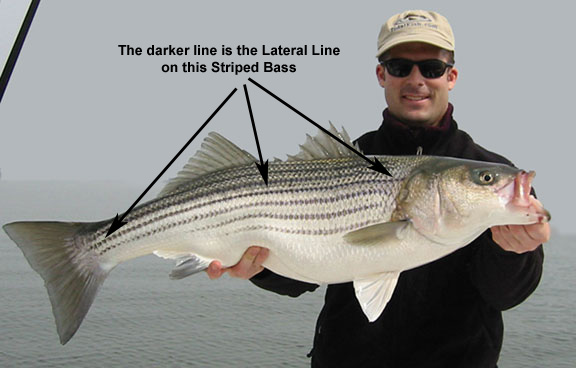 Lateral Line - What is a Lateral Line